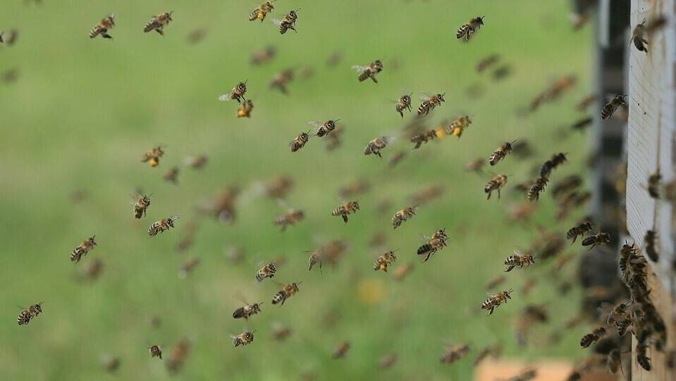 bees-1975820_960_720|PIC_PoetryOfTheBee